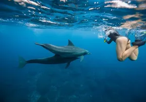 Swim With Dolphins & Turtles in West Oahu (Semi-Private Tours)