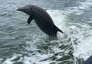 Half Day Shelling Dolphin Eco Tour in 10 000 Island and Marco