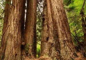 Alcatraz Muir Woods Sausalito Super Saver From Sausalito