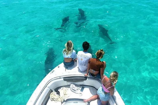 Dolphin Watching Key West and Snorkeling