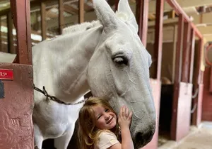 Mules in New Orleans Barn Tour