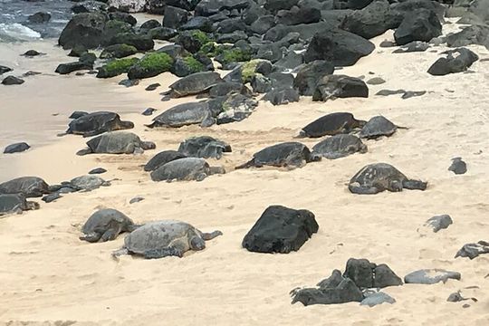 Private Halfway to Hana Tour