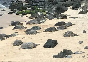 Private Halfway to Hana Tour