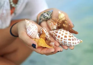 4 Hour Kice Island Shelling Trip