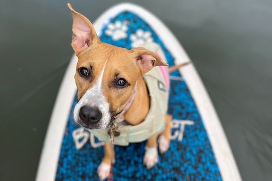 Paddle Board North Shore with Rescue Dogs