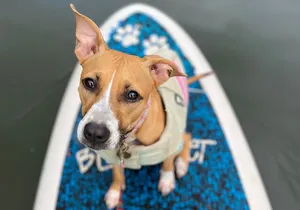 Paddle Board North Shore with Rescue Dogs
