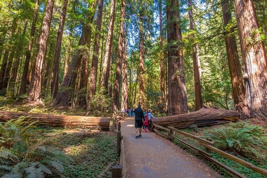 San Francisco, Muir Woods, Sausalito, Optional Alcatraz Tour