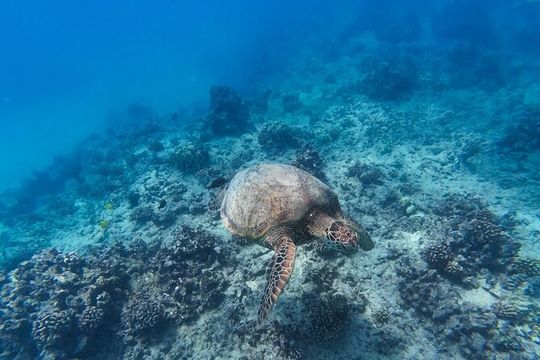 Best Waikiki Snorkel Tour: Guaranteed Turtles at Turtle Canyon