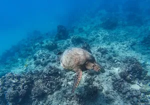 Best Waikiki Snorkel Tour: Guaranteed Turtles at Turtle Canyon