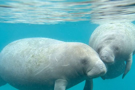 Silver Springs Clear Kayak Manatee, Monkey & Wildlife Adventures