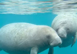 Silver Springs Clear Kayak Manatee, Monkey & Wildlife Adventures