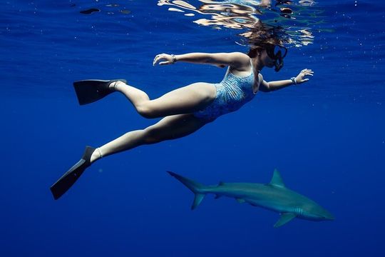 Private Shark Dive, Oahu, Hawaii (6 Guest)