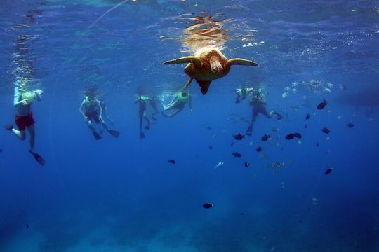 3 Ziplines & Dolphin Watching Snorkel Adventure