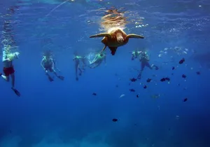 3 Ziplines & Dolphin Watching Snorkel Adventure