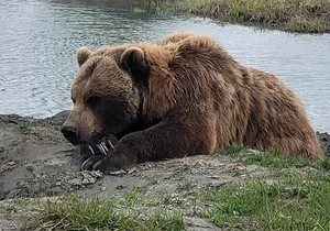 VIP Tour from Anchorage to Alaska Wildlife Conservation Center