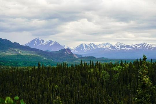 3 Hour Naturalist Walking Tour in Denali National Park
