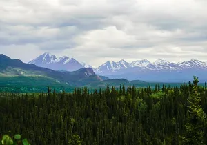 3 Hour Naturalist Walking Tour in Denali National Park