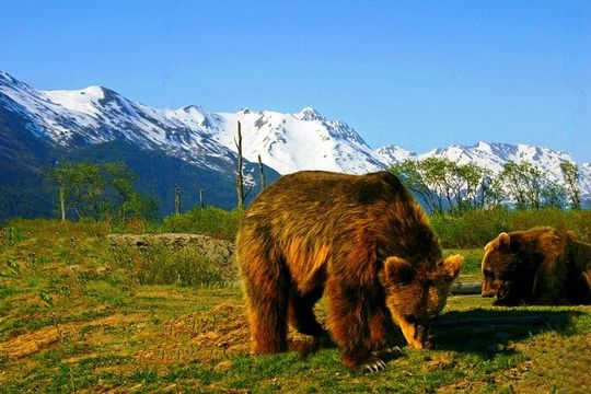 Glacier View & Wildlife Anchorage Adventure Tour