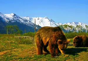 Glacier View & Wildlife Anchorage Adventure Tour