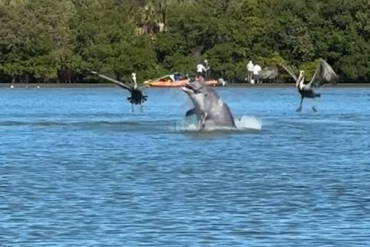 4-Hour Mangrove Island and Dolphin Watch Sandbar in Fort Pierce