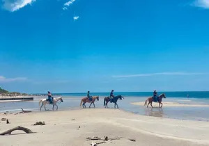 Guided Horseback Riding on The Pristine Waters of Miami Florida