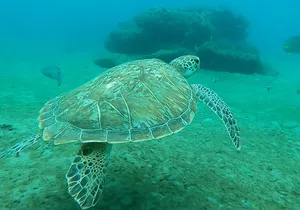 2 ½ - Hour Guided Snorkel Tour of Phil Foster park, Free Videos!