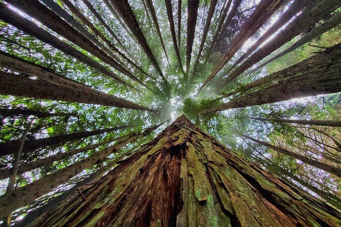 Private Maui Redwood Hiking Experience