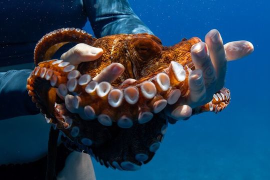 Private Turtle Canyon Snorkel & Cruise Waikiki