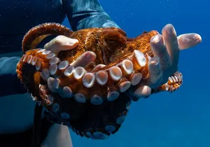 Private Turtle Snorkel & Cruise Waikiki