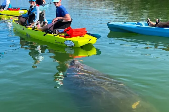 Guided Hobie Kayak EcoTour: Premium Eco Experience Bonita Springs