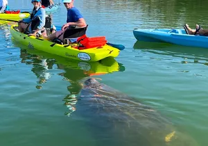 Guided Hobie Kayak EcoTour: Premium Eco Experience Bonita Springs