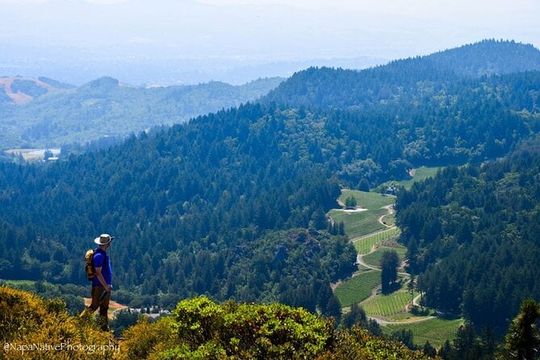 Napa Valley Redwood Hike