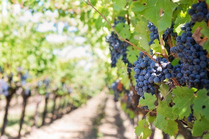 Private Wine Tour in Sedona, Arizona