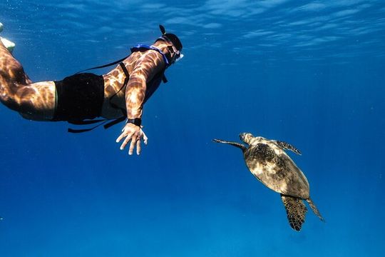 Turtle Canyon Snorkel from Waikiki: Turtles Guaranteed
