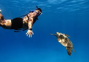 Turtle Canyon Snorkel from Waikiki: Turtles Guaranteed