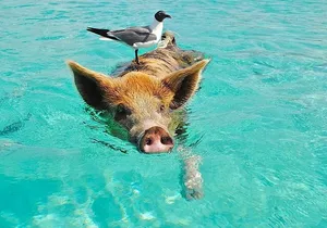 Rose Island 3 Island Luxury Private Tour(8hrs)