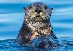 Best Whale Watching and Wildlife Shore Excursion in Sitka