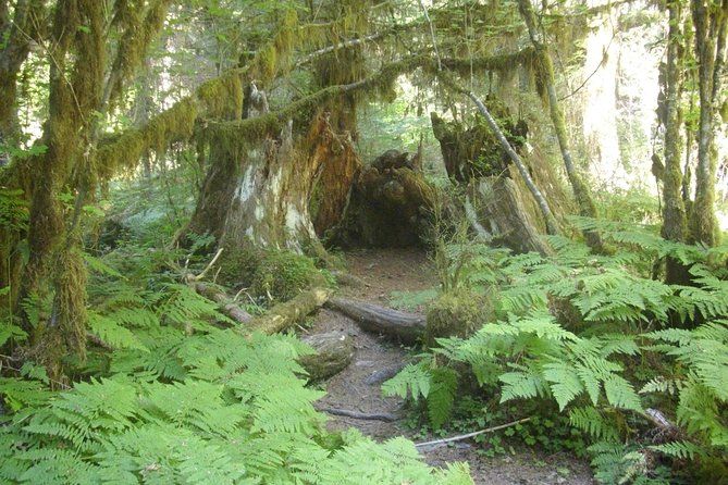 Olympic Peninsula and Forest Tour