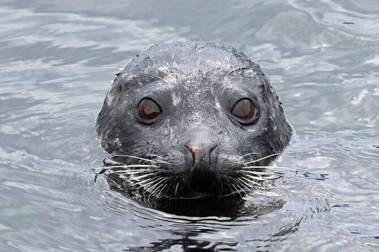 2-Hour Wildlife and Culture small van Excursion in Ketchikan