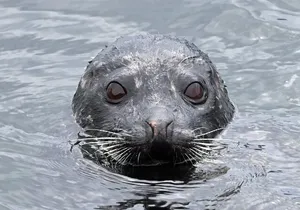 2-Hour Wildlife and Culture small van Excursion in Ketchikan