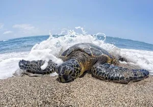 Oahu Island Tour, Dole plantation ,Northshore,VIP,PRIVATE