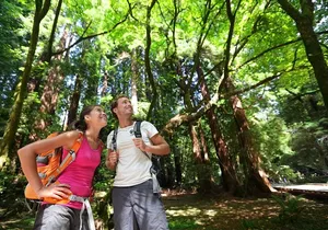 Redwood Retreat: Tour to Muir Woods from San Francisco