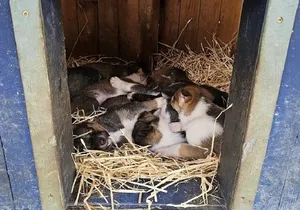 Bridge, Puppies, and Summit Triple Combo in Skagway