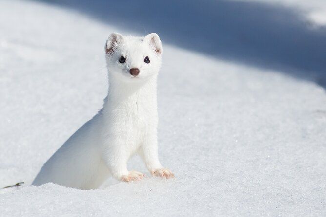 Private Grand Teton Winter Wildlife Tour