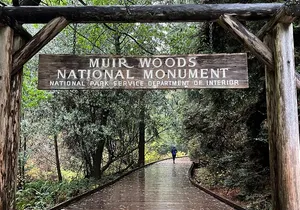 Muir Woods and Sausalito Private Tour