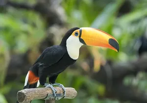 New York City Highlights Private Walking Tour