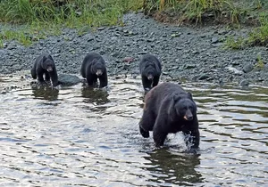 Private Alaska Native Excursion (Cultural, Scenic Experience)