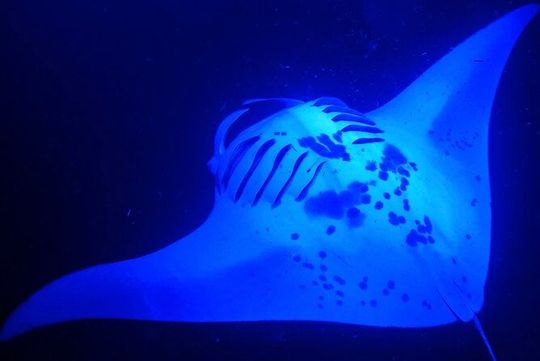 Big Island: Manta Ray Night Snorkeling Adventure in Kailua-Kona