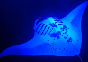 Big Island: Manta Ray Night Snorkeling Adventure in Kailua-Kona