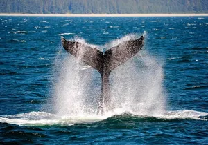 Icy Strait Whale & Wildlife Endeavor